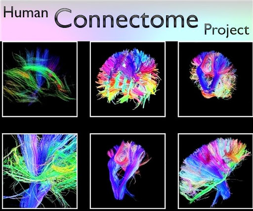 Human Connectome Project