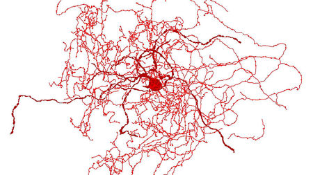 rosehip neurons